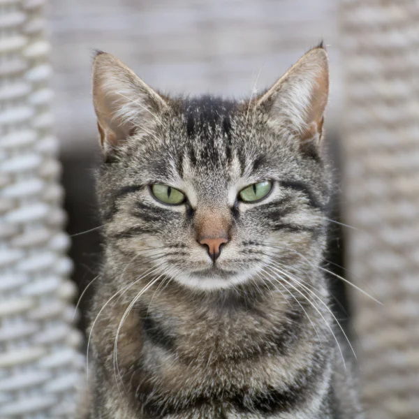 Azurio Template Cursor Trail Image